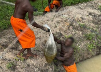 Obuasi prison launches aquaculture project to boost inmate nutrition