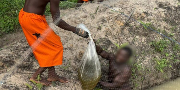 Obuasi prison launches aquaculture project to boost inmate nutrition