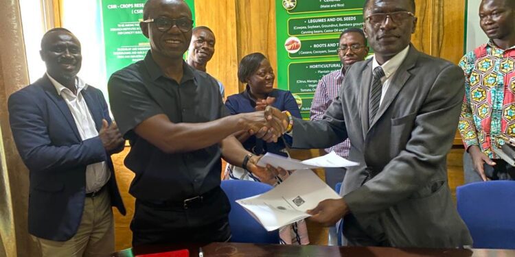 CSIR-CRI, Ghana Cassava Center of Excellence partner to boost cassava production
