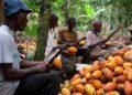 Cocoa farmers
