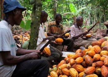Cocoa farmers