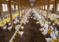 Nkoko Nkitinkiti Poultry Project faces setback as beneficiaries consume distributed birds
