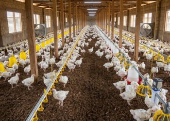 Nkoko Nkitinkiti Poultry Project faces setback as beneficiaries consume distributed birds