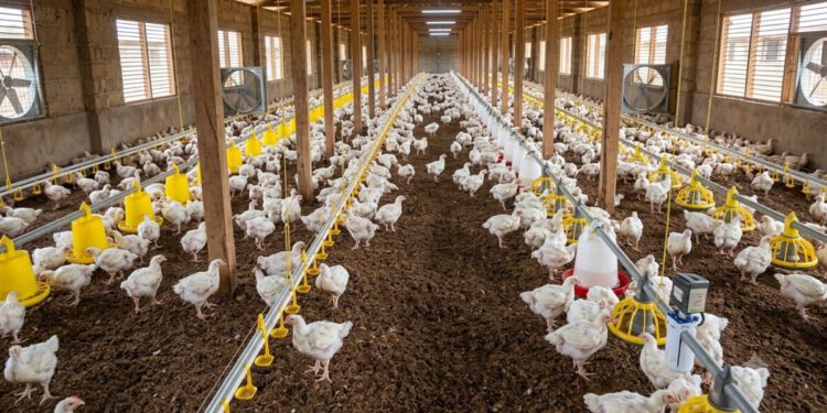 Nkoko Nkitinkiti Poultry Project faces setback as beneficiaries consume distributed birds