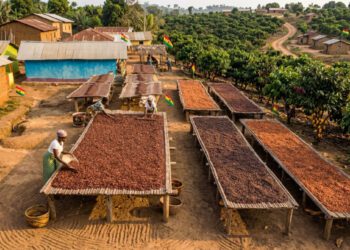 COCOBOD releases GH¢2.6 billion to Licensed Buying Companies for cocoa farmers