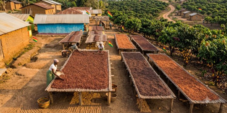 COCOBOD releases GH¢2.6 billion to Licensed Buying Companies for cocoa farmers