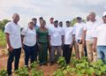 Government moves to revive cotton production in Northern Region to feed Ghana’s textile industry