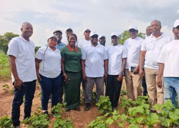 Government moves to revive cotton production in Northern Region to feed Ghana’s textile industry