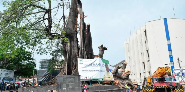 Sierra Leone mourns the fall of 400-year-old symbolic cotton tree