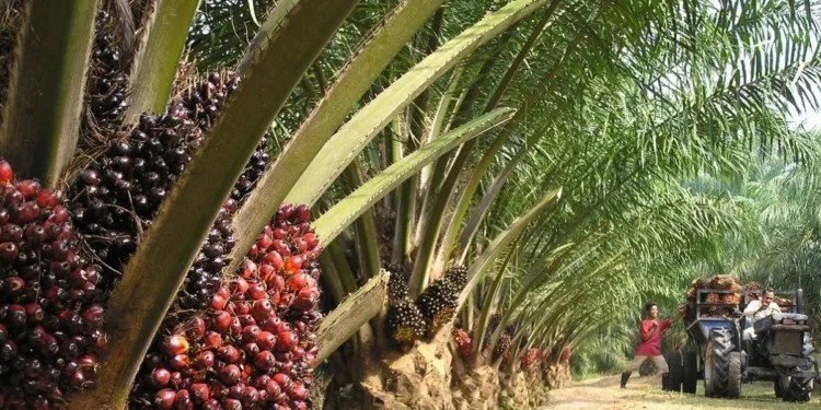 Bekwai Municipal Directorate empowers farmers to boost oil palm production: Ghana News