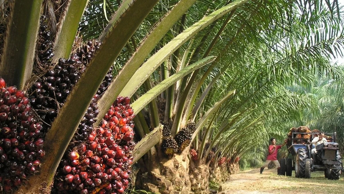 Bekwai Municipal Directorate empowers farmers to boost oil palm production: Ghana News