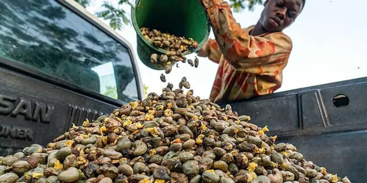 Taskforce formed to enforce approved prices for cashew farmers in Jaman North