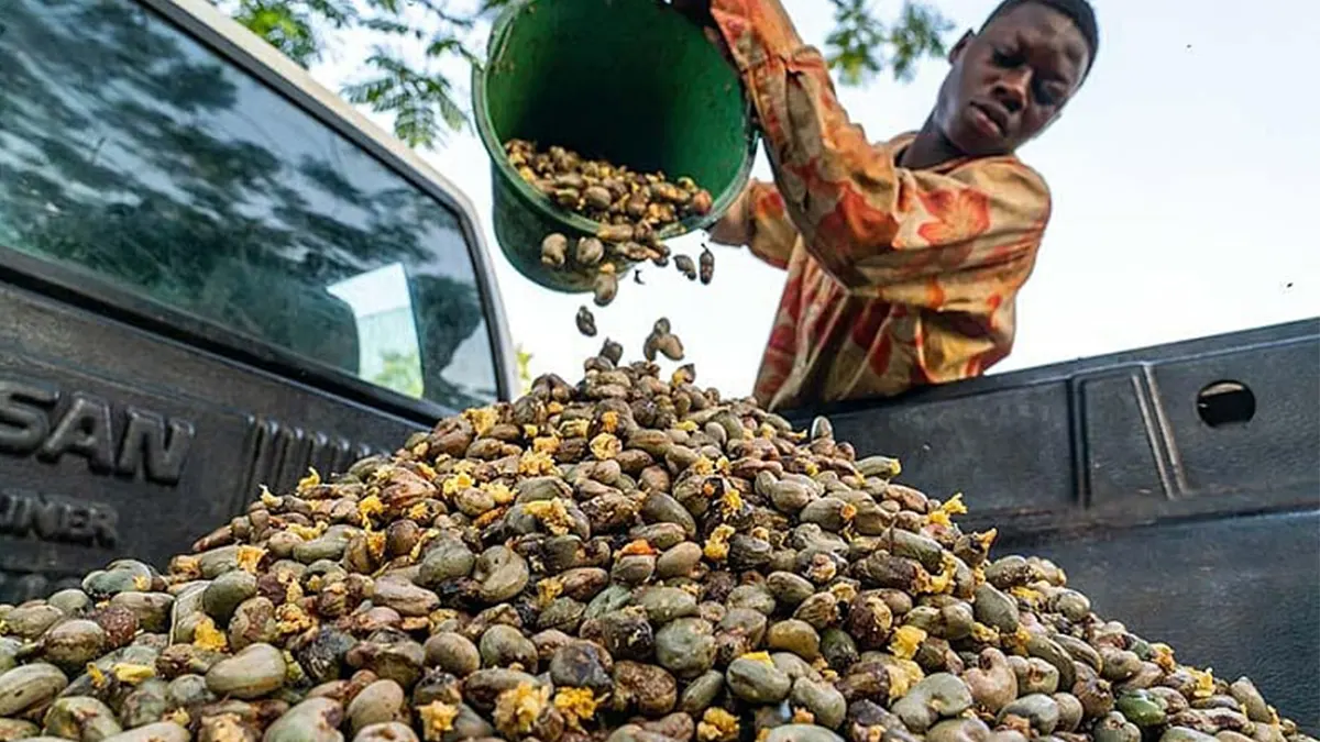 Taskforce formed to enforce approved prices for cashew farmers in Jaman North