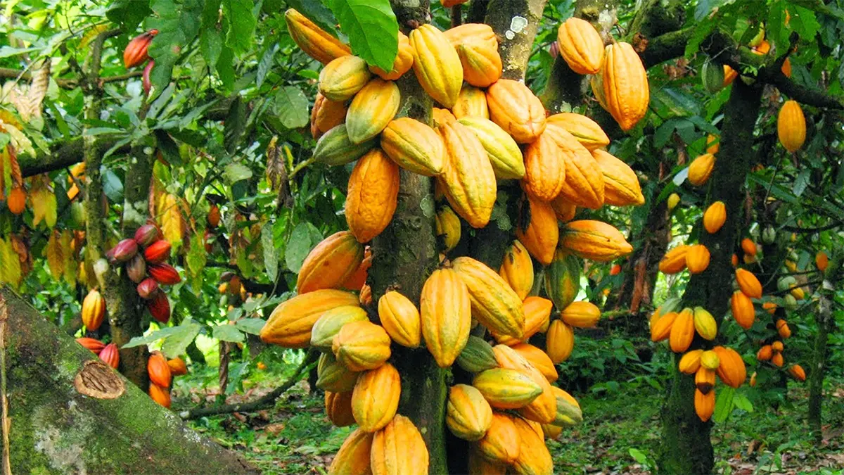 New cocoa price for 2022/2023 season will be announced next week 