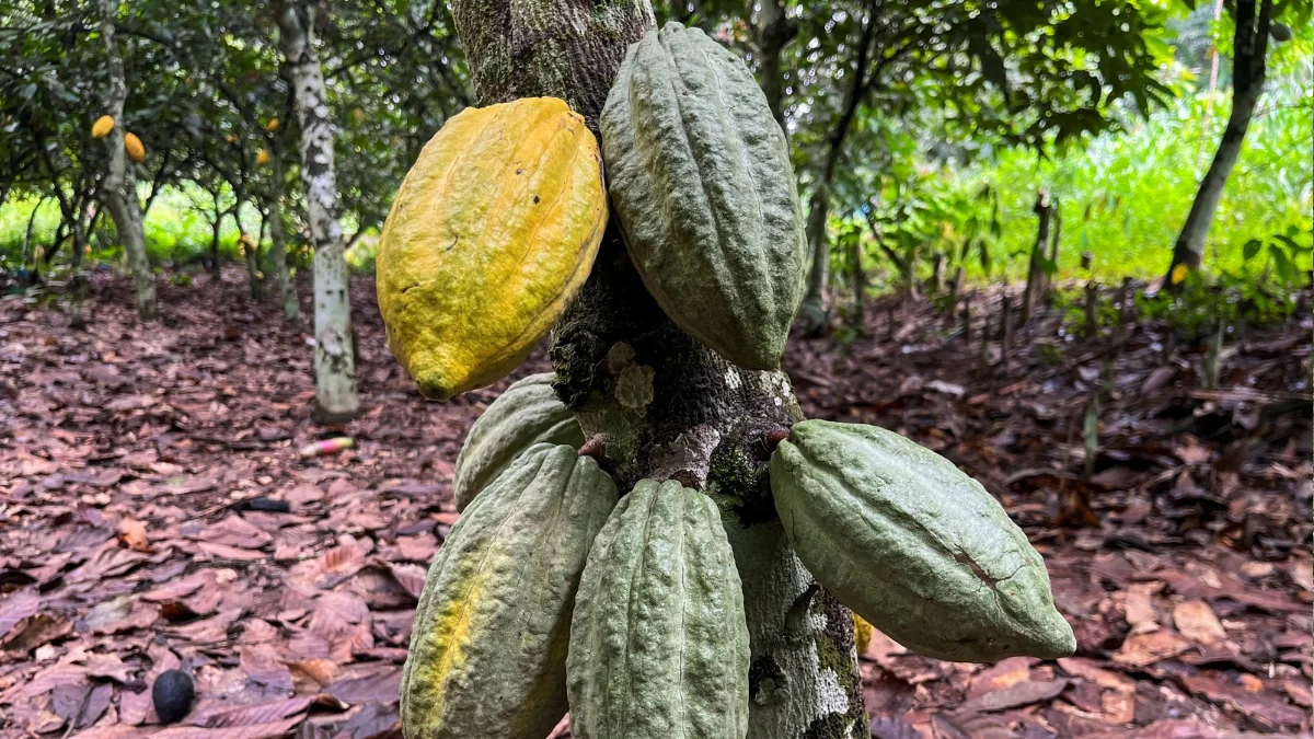 Ivory Coast experiences sharp decline in cocoa shipments due to weather challenges: Ghana News