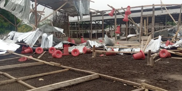 Rainstorm destroys poultry farms at Yaakrom, 6000 birds killed