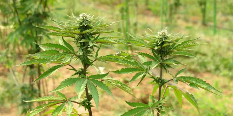 Supreme Court declares Ghana's weed cultivation law unconstitutional in close decision