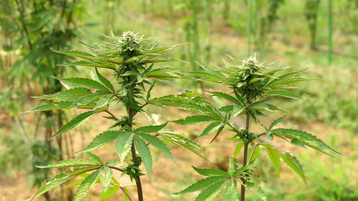 Supreme Court declares Ghana's weed cultivation law unconstitutional in close decision
