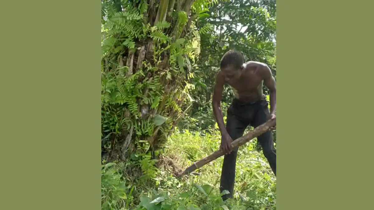 Kadjebi palm tree fallers seek Government support for modern tools