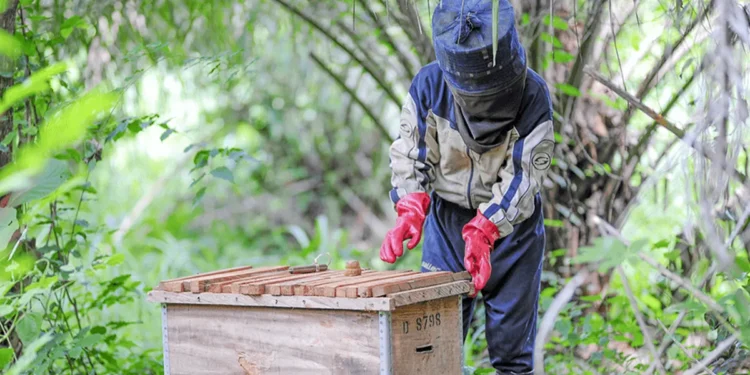 NGO trains cocoa farmers in beekeeping for alternative livelihood