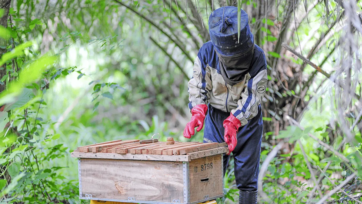 NGO trains cocoa farmers in beekeeping for alternative livelihood