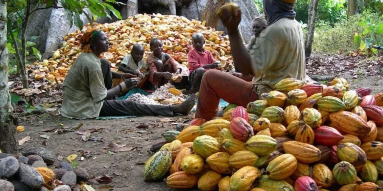 Ghana's COCOBOD signs $800 million syndicated loan, expects drawdown this week: Ghana News