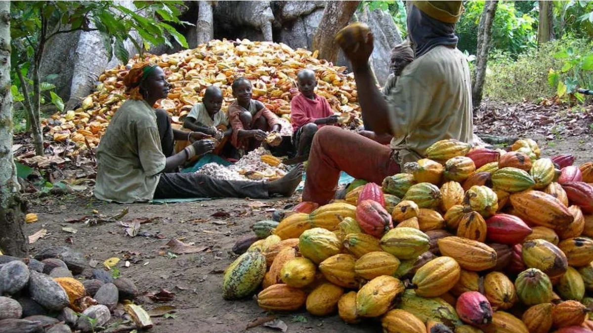 Ghana's COCOBOD signs $800 million syndicated loan, expects drawdown this week: Ghana News