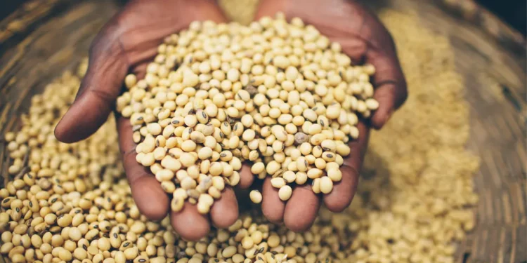 Experts say quality seeds crucial for 0 hunger in Africa by 2030
