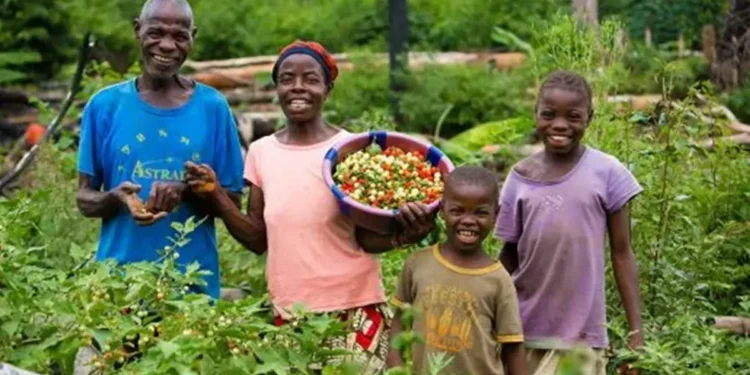Recognising the Ghanaian farmer amid growing food insecurity, hunger