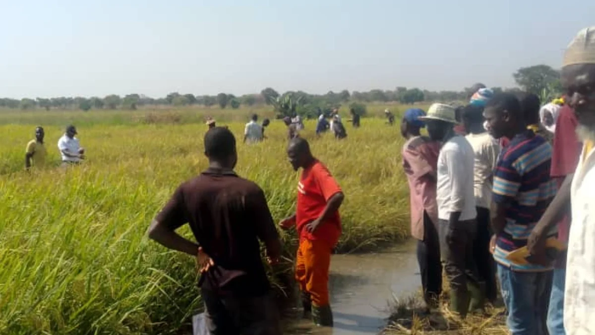 SARI partners with Ministry of Food and Agriculture for Ricowas project field day: Ghana News
