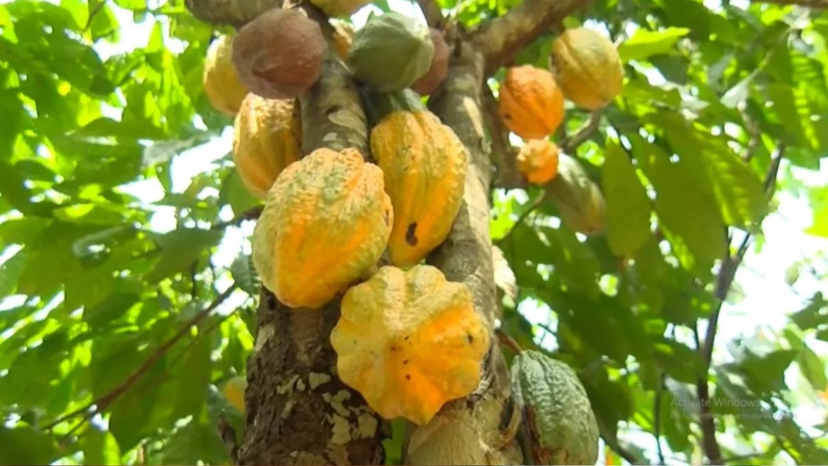 Cocoa processors halt operations amid acute bean shortage: Ghana News