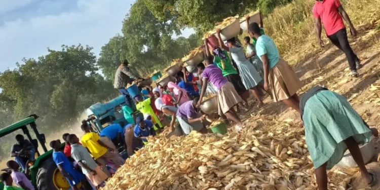 Kanton SHS harvests maize and soybean to alleviate food problems: Ghana News