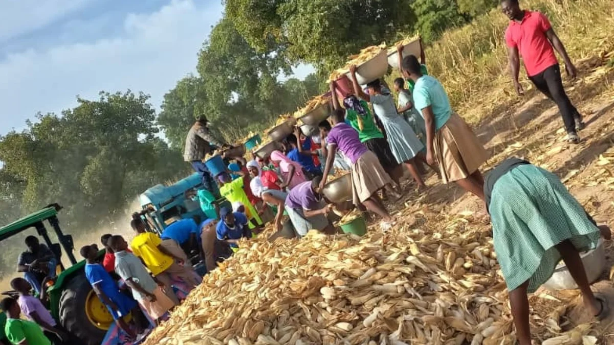 Kanton SHS harvests maize and soybean to alleviate food problems: Ghana News
