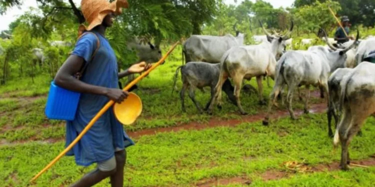 Wenchi Traditional Council issues ultimatum to Fulani herdsmen for cattle relocation: Ghana News