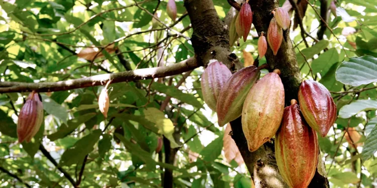 Ghana loses over 500,000 hectares of cocoa farms to swollen shoot viral disease