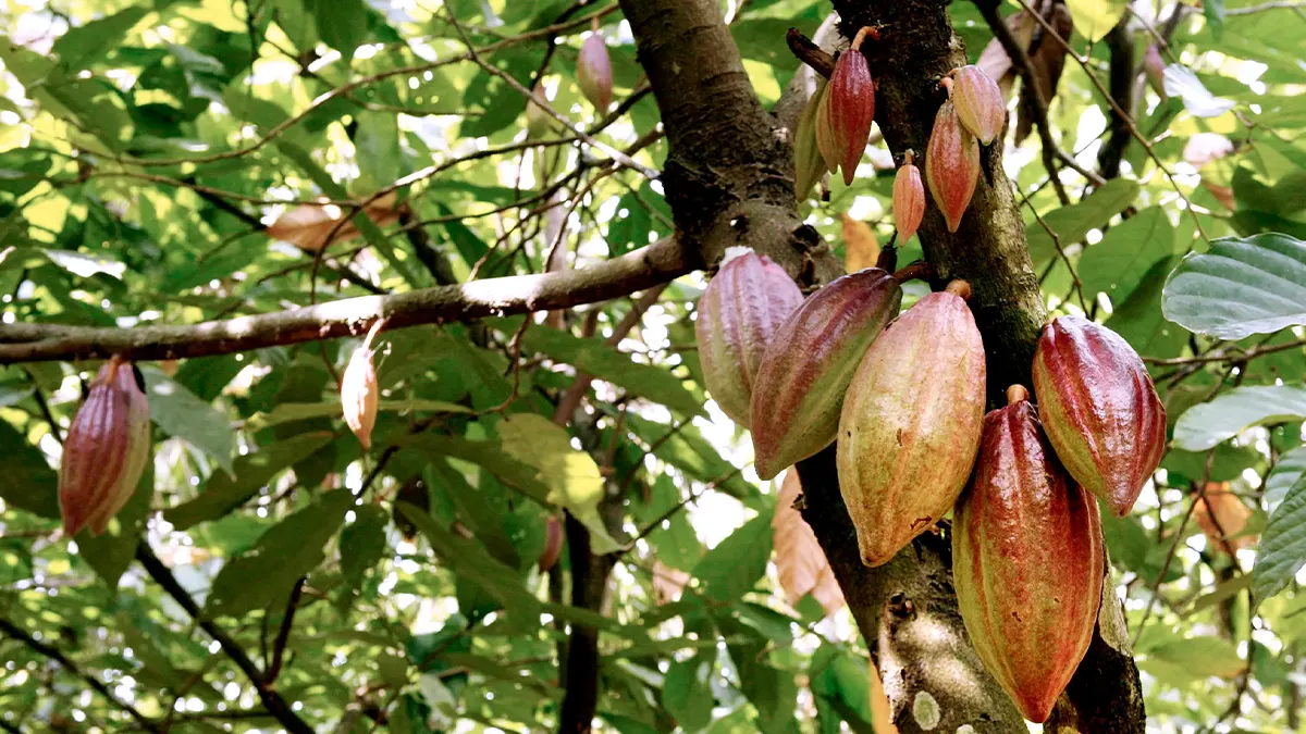Ghana loses over 500,000 hectares of cocoa farms to swollen shoot viral disease