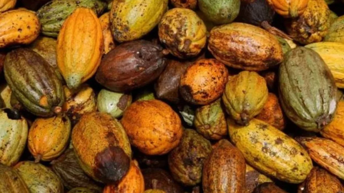 Cocoa prices surge to 46-year high amid concerns over Ivory Coast-Ghana production: Ghana News