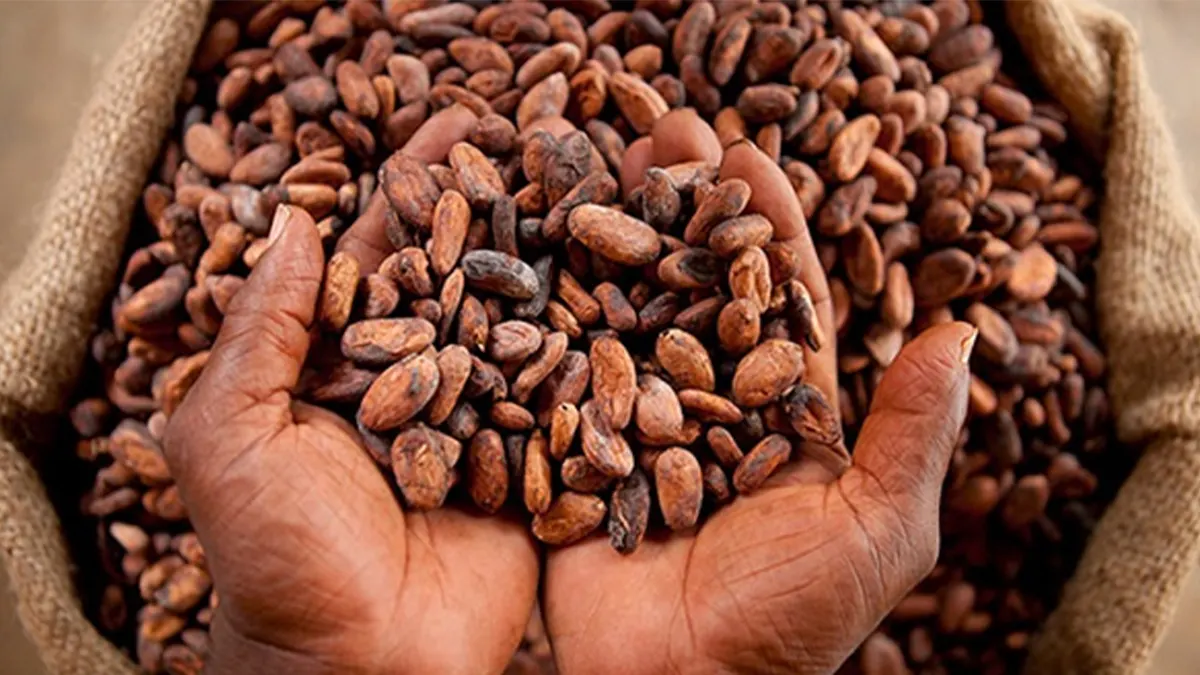 Ghana's Cocobod to use World Bank loan to combat cocoa swollen shoot virus