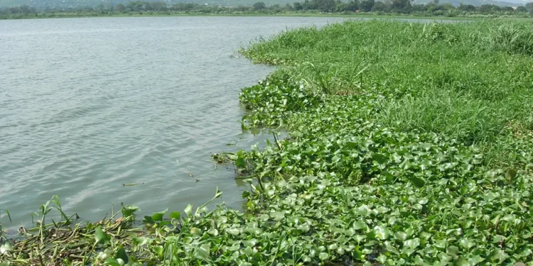 EPA takes steps to halt spread of water hyacinth