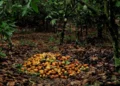 Ghana faces nearly 40% drop in cocoa output