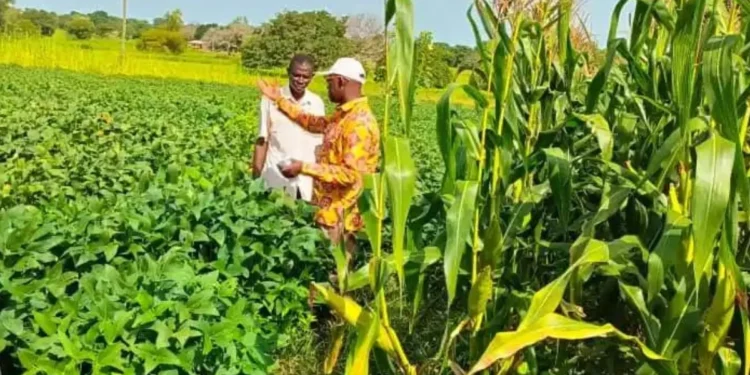 Ministry of Food and Agriculture CSIR-Sari expose farmers to maize soya beans technologies : Ghana News