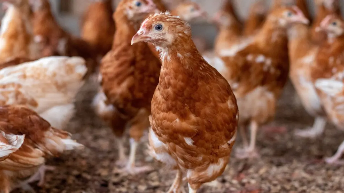 President Akufo-Addo vows to boost domestic poultry production