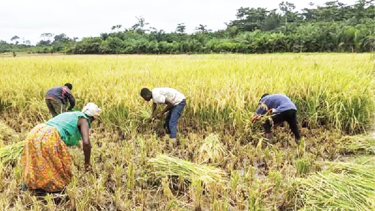 Consider the use of local rice for school feeding – Rice farmers