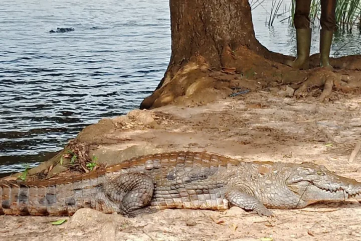 Ave Dakpa Crocodile Resort reopens after temporary closure