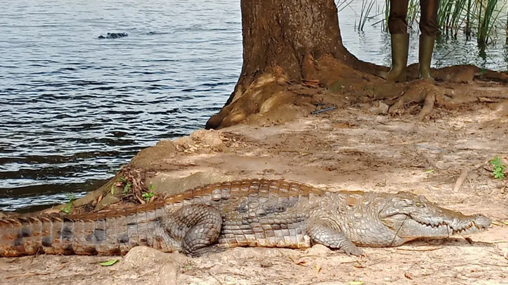 Ave Dakpa Crocodile Resort reopens after temporary closure