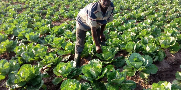 Embrace sustainable agriculture practices to supplement inadequate rains-Farmers advised
