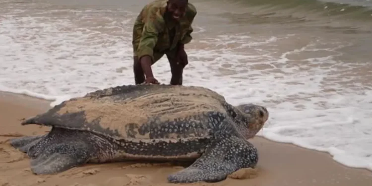 Forestry Commission declares zero tolerance for turtle poaching in Ada East