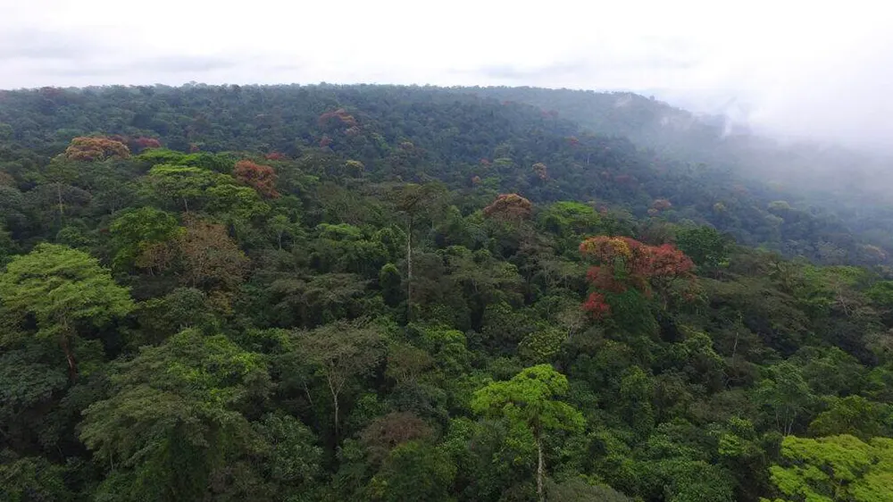 Urgent actions needed for sustainable forest management in Ghana