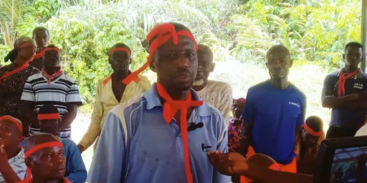 150 hectares of rehabilitated cocoa farms under siege by a mining company