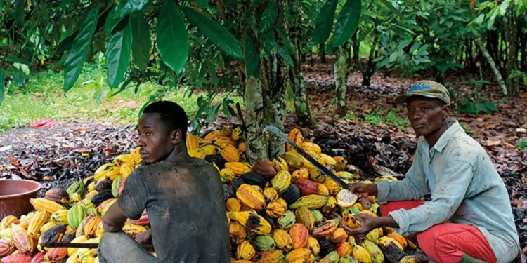 Cocoa farmers express frustration over new farmgate prices